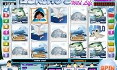 Онлайн слот Eskimo’s Wild Life играть